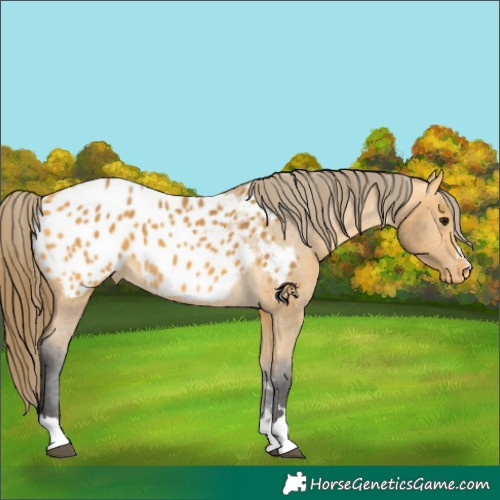 Horse Color:Buckskin Appaloosa 