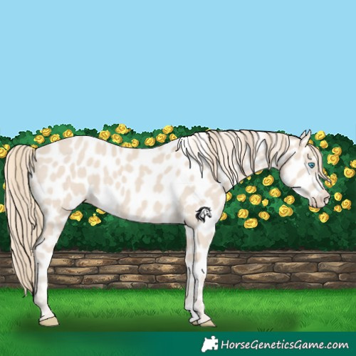 Horse Color:Smoky Creme Appaloosa 
