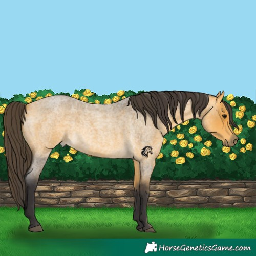 Horse Color:Buckskin Roan 