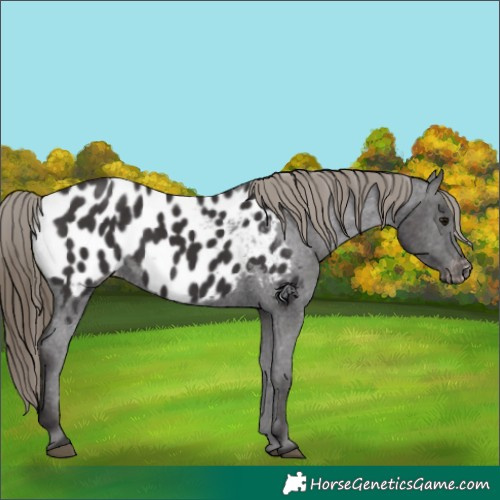 Horse Color:Smoky Black Appaloosa 