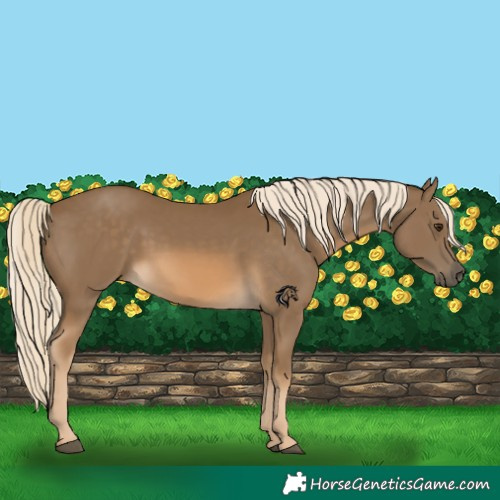 Horse Color:Chocolate Palomino 