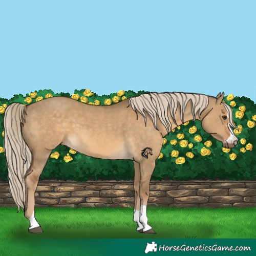 Horse Color:Chocolate Palomino Dun Rabicano 