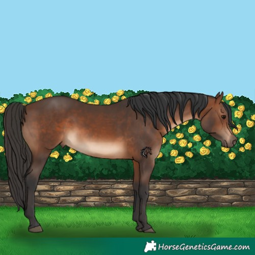 Horse Color:Brown Rabicano 