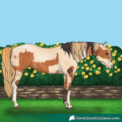 Horse Color:Bay  and Buckskin Pearl 