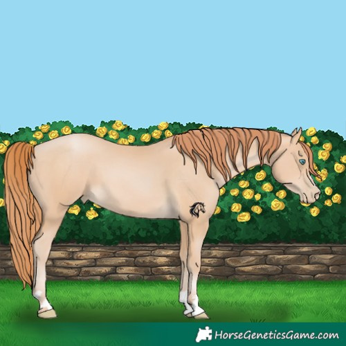 Horse Color:Buckskin Pearl 