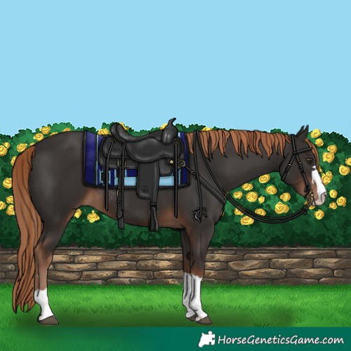 Horse Color:Liver Chestnut Rabicano 