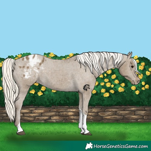 Horse Color:Silver Smoky Black Tobiano Appaloosa 