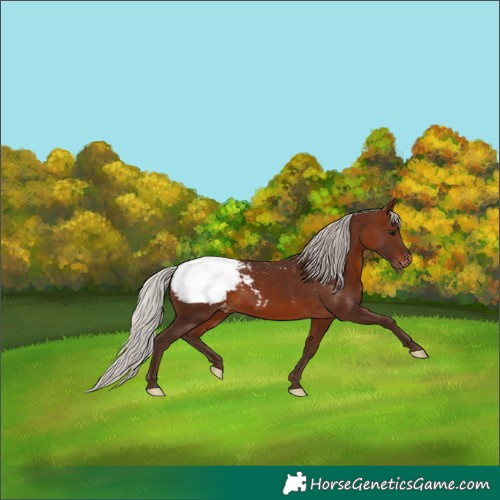 Horse Color:Silver Brown Appaloosa 