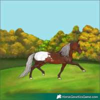 Horse Color:Silver Brown Appaloosa 