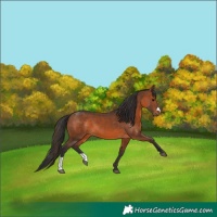 Horse Color:Brown 