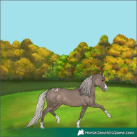 Horse Color:Silver Black Appaloosa 