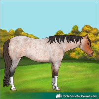 Horse Color:Bay Roan Rabicano 
