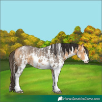 Horse Color:Buckskin Sabino 