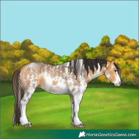 Horse Color:Buckskin Sabino 