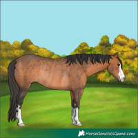 Horse Color:Bay Rabicano 