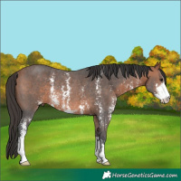 Horse Color:Bay Sabino Rabicano