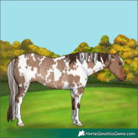 Horse Color:White Spotted Liver Red Dun Rabicano 