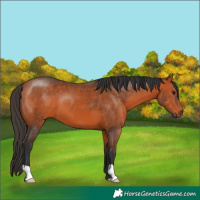 Horse Color:Bay 