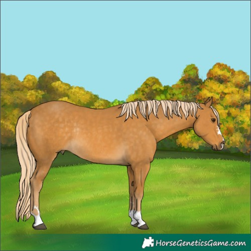 Horse Color:Palomino Rabicano