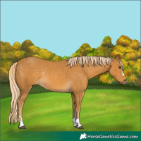 Horse Color:Palomino Rabicano