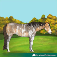 Horse Color:Buckskin Sabino Rabicano 