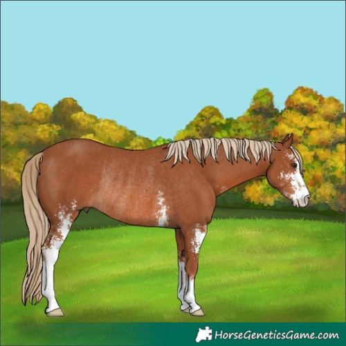 Horse Color:Chestnut Sabino Rabicano 