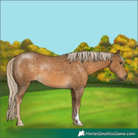 Horse Color:Chocolate Palomino Rabicano 