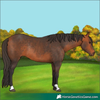 Horse Color:Bay Rabicano
