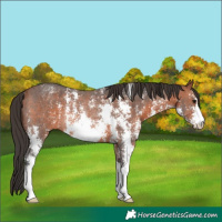 Horse Color:Bay Sabino Rabicano 