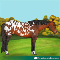 Horse Color:Bay Appaloosa 