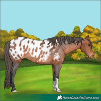 Horse Color:Bay Near Leopard Rabicano 