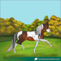 Horse Color:Brown Mushroom Sabino Tobiano 