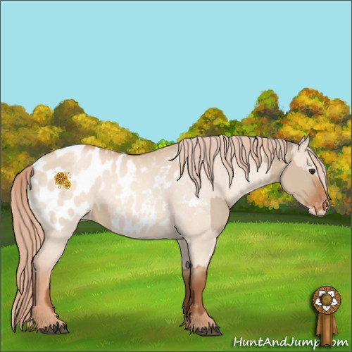 Horse Color:Red Dun Appaloosa  and Gold Champagne Dun Appaloosa 