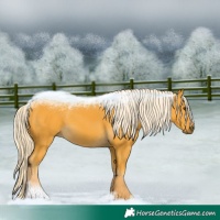 Horse Color:Palomino 