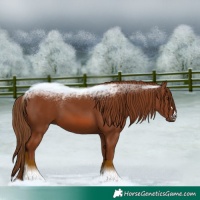 Horse Color:Chestnut 