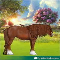 Horse Color:Chestnut 