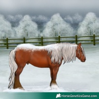 Horse Color:Silver Bay 