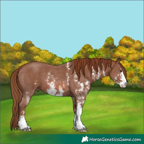 Horse Color:Unknown 