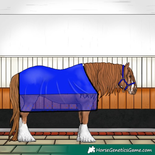Horse Color:Chestnut Sabino 