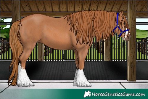 Horse Color:Chestnut Sabino
