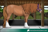 Horse Color:Chestnut Sabino 