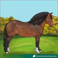 Horse Color:Bay 