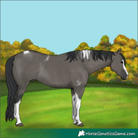 Horse Color:Grullo Sabino Tobiano Rabicano