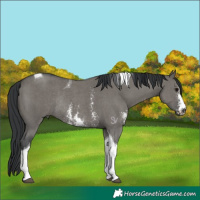 Horse Color:Grullo Sabino Tobiano Rabicano