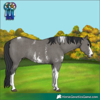 Horse Color:Grullo Sabino Tobiano Rabicano