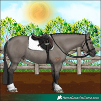 Horse Color:Grullo Rabicano 