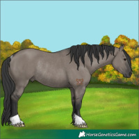 Horse Color:Grullo Rabicano