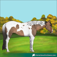 Horse Color:Brown Dun Tobiano