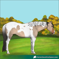 Horse Color:Brown Dun Tobiano 