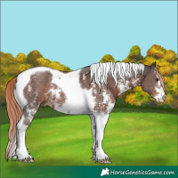 Horse Color:Liver Chestnut Sabino Tobiano 